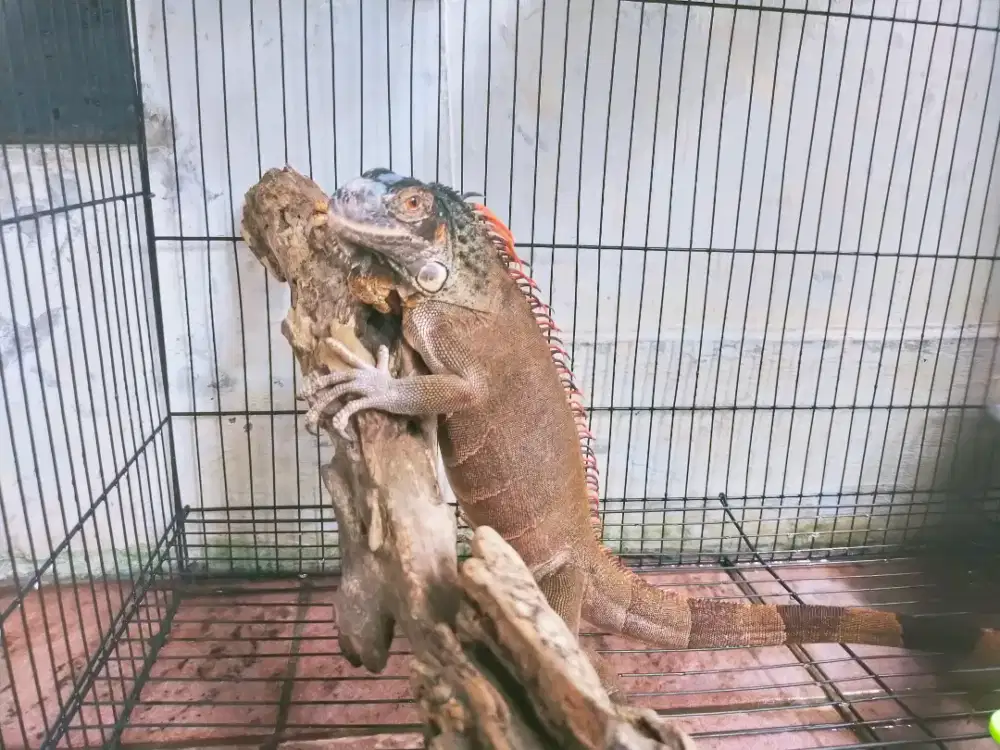 Iguana Red Jantan