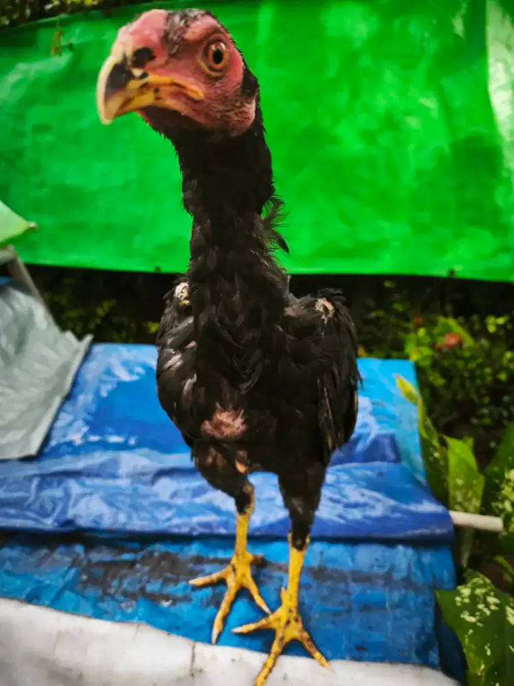 Janggaran ayam Bangkok jantan