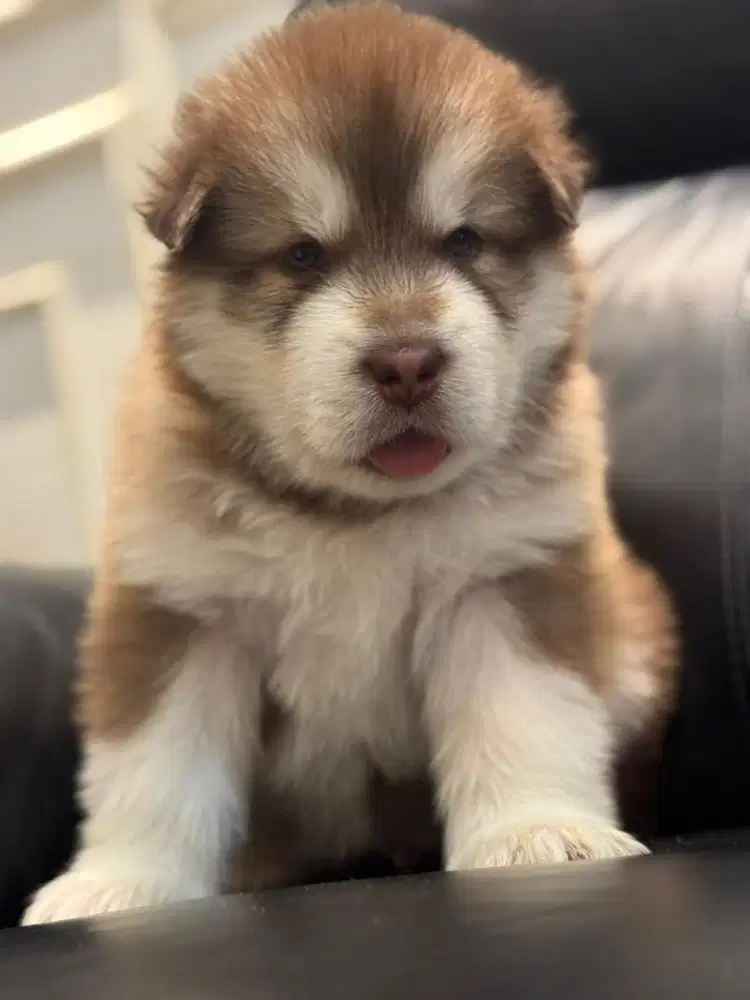 FOR SALE RED ALASKAN MALAMUTE