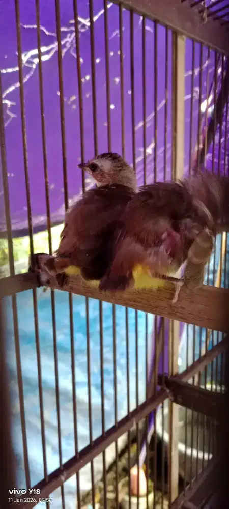 anak burung trucuk/brujuk spasang desa surien banda aceh