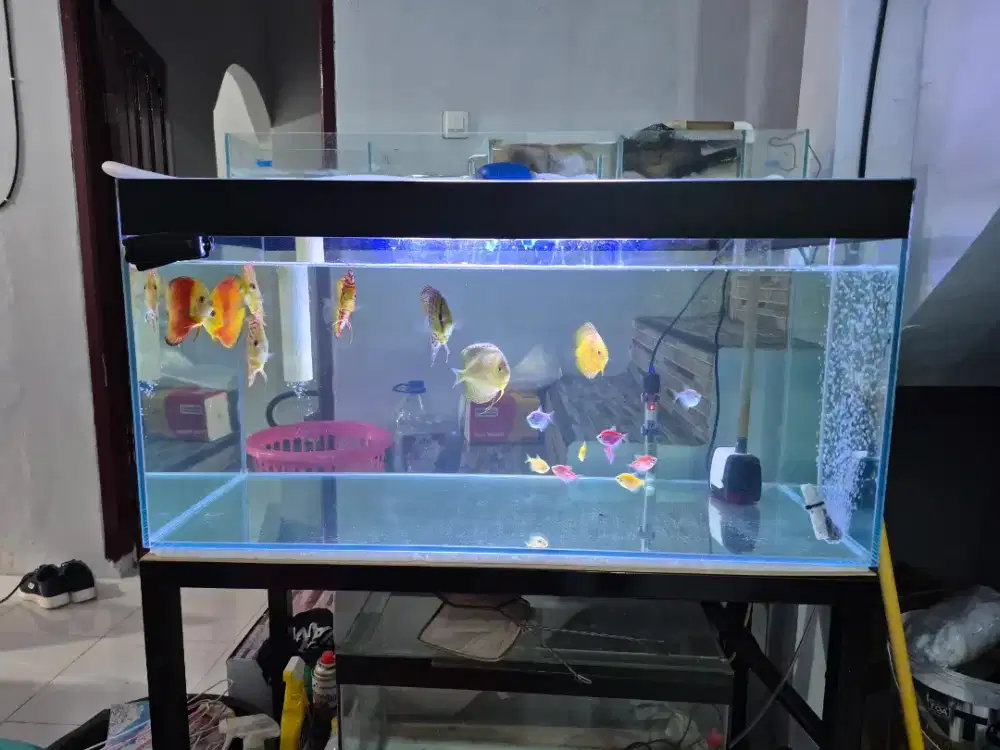 Ikan Discuss 9 ekor & Aquariumnya.