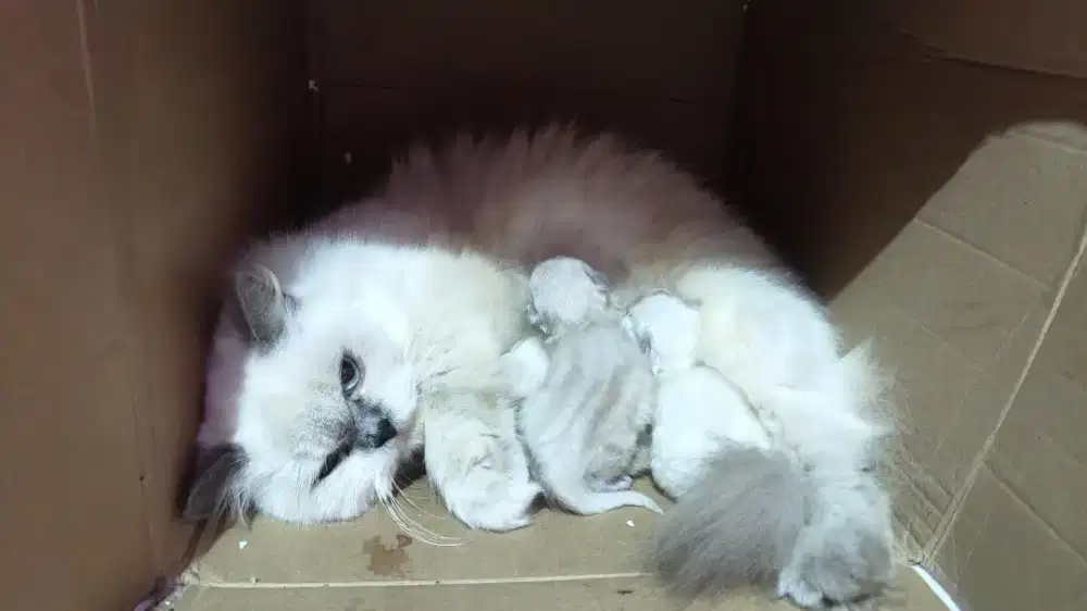 Kucing persia longhair bulu kapas indukan dan 2 anak