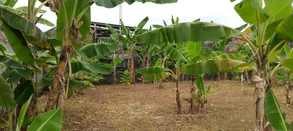 Di jual tanah belakang SMA 1 purwodadi grobogan