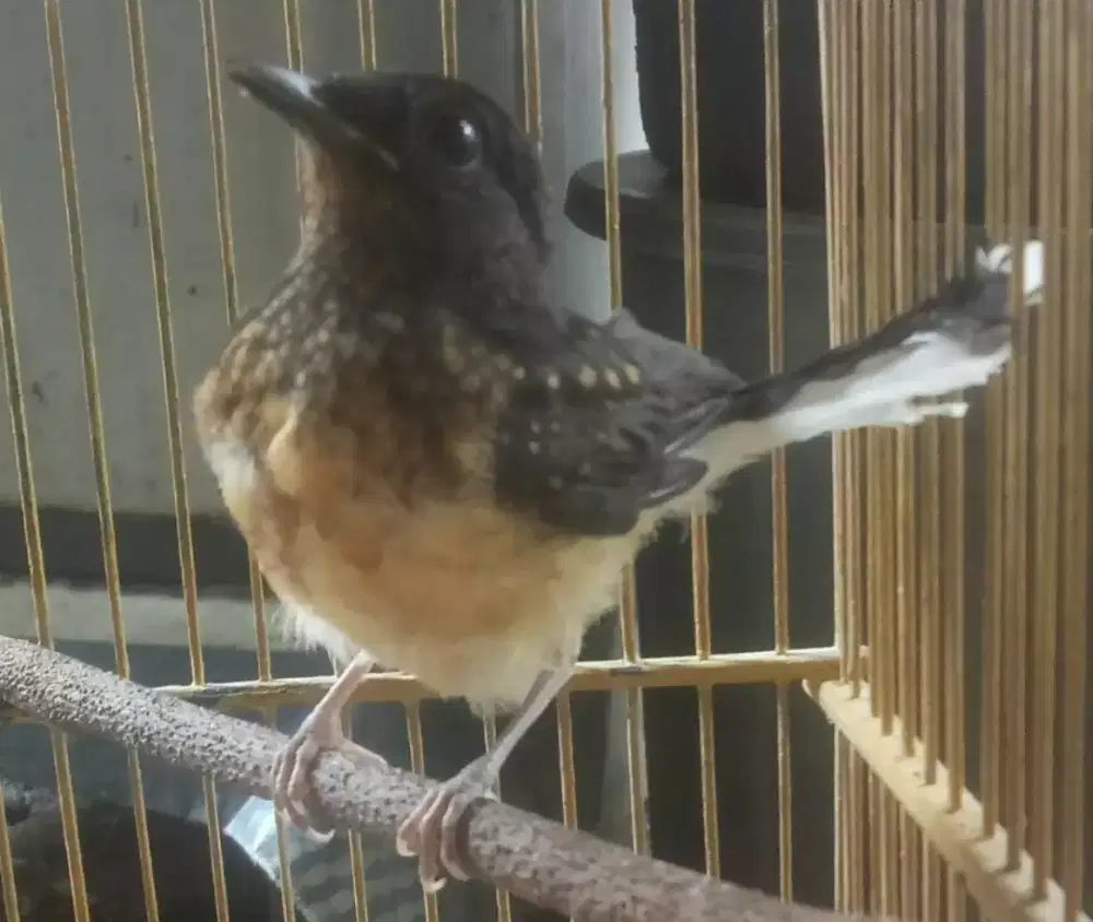 Murai batu trotol Bahorok hutan