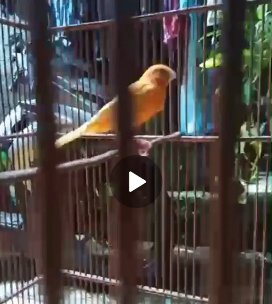 Kenari Oren fs kandang jati