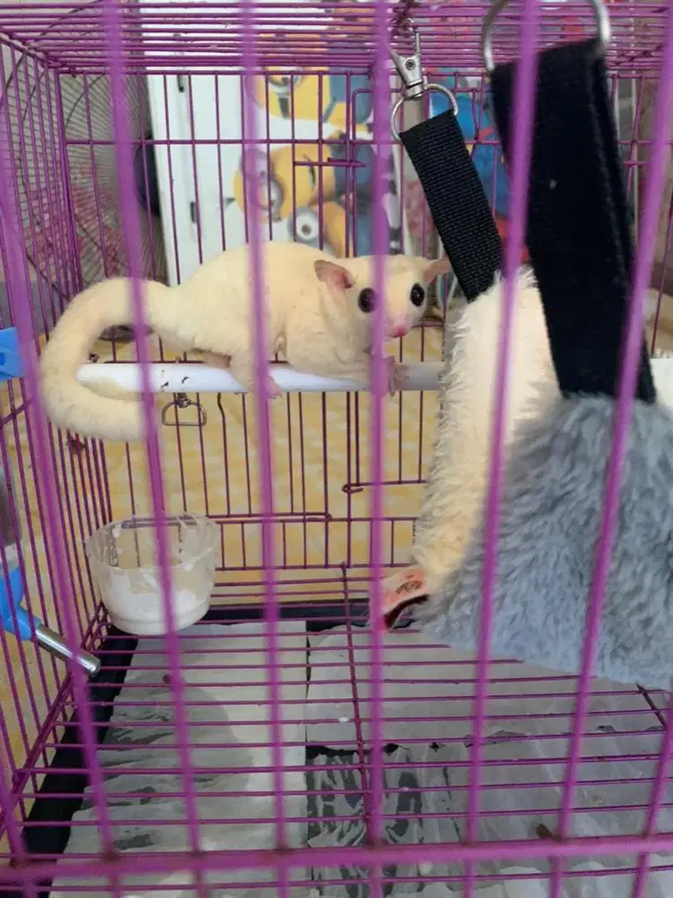 SUGAR GLIDER LEUCISTIC