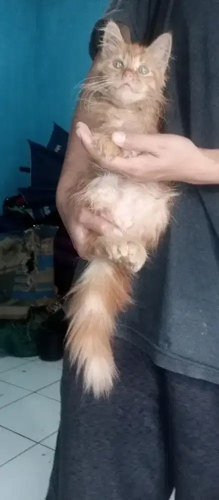 Kucing kitten jantan