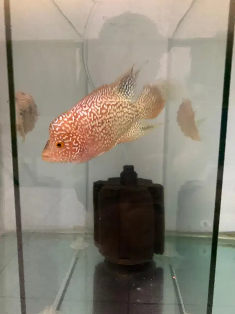 LOUHAN CENCU GOLDEN BASE (GB)