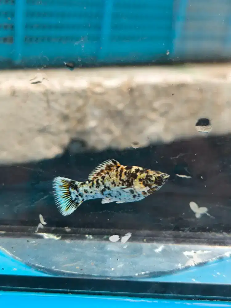 Ikan Molly Moli