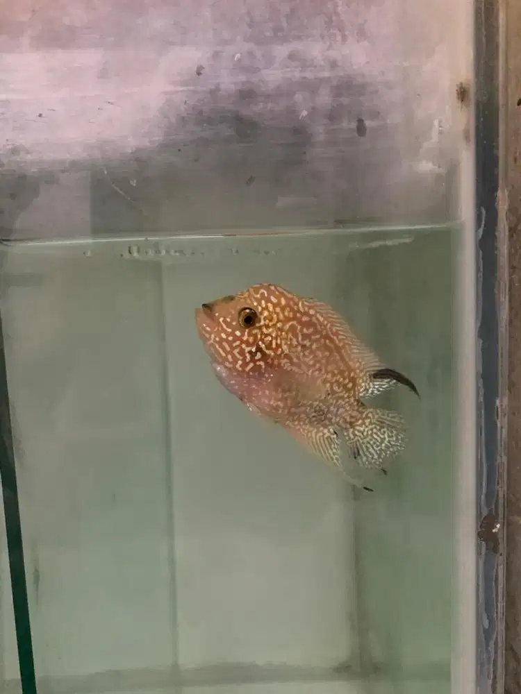 LOUHAN CENCU GB UKURAN 8cm