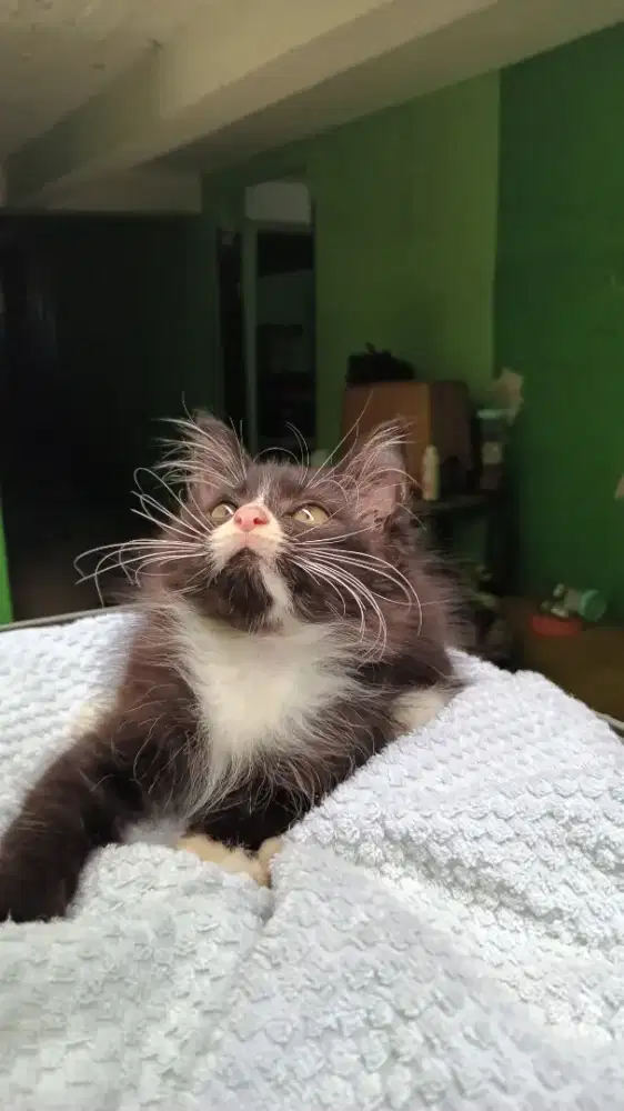 KITTEN PERSIA MEDIUM (JANTAN 2 BULAN)