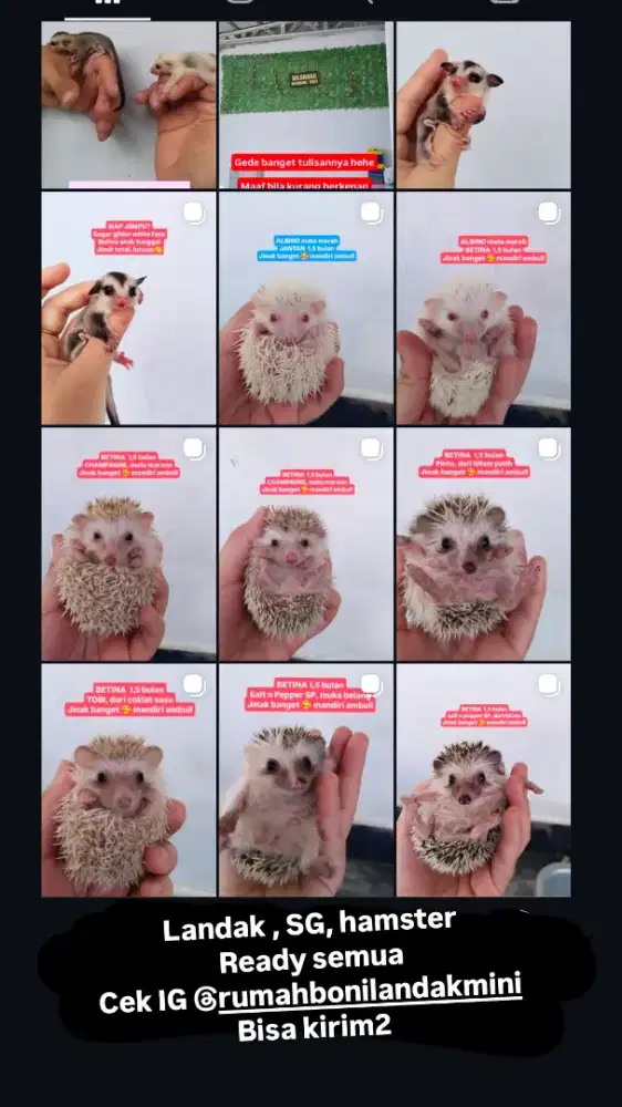 Landak mini hamster kandang kasur nasi bolu vario xpander sewa toko