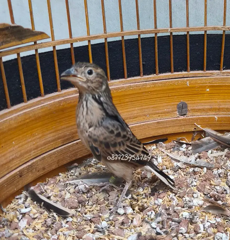 Branjangan Javanica Jantan