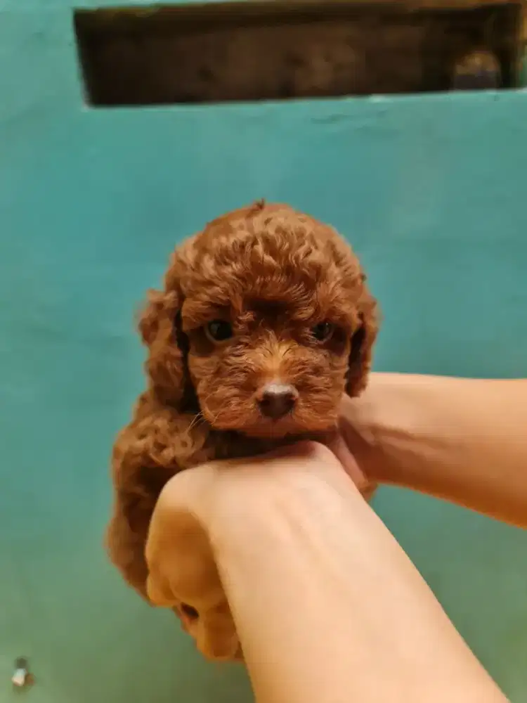 SALE CEPETAAAAN POODLE MURAH