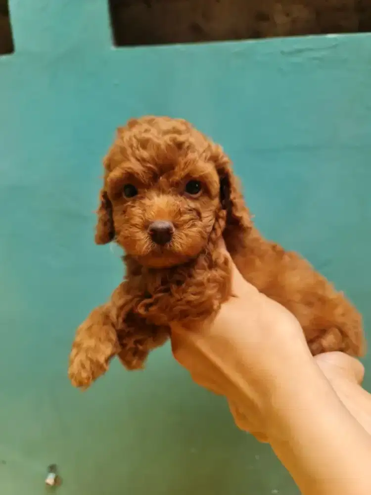 MINI POODLE lucu n Murah