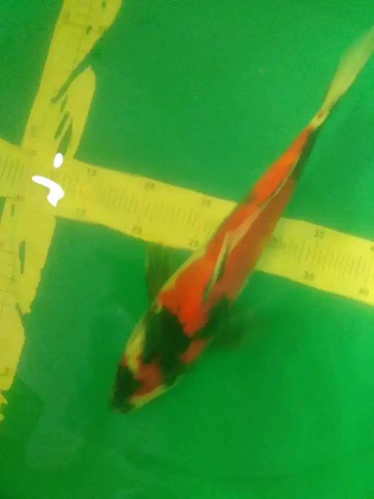 Ikan koi jenis Showa 36cm pola original