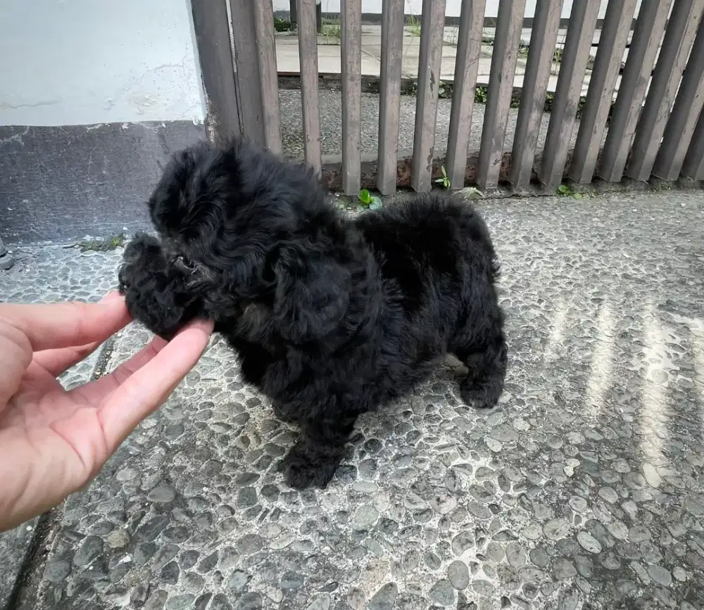 poodle silver betina