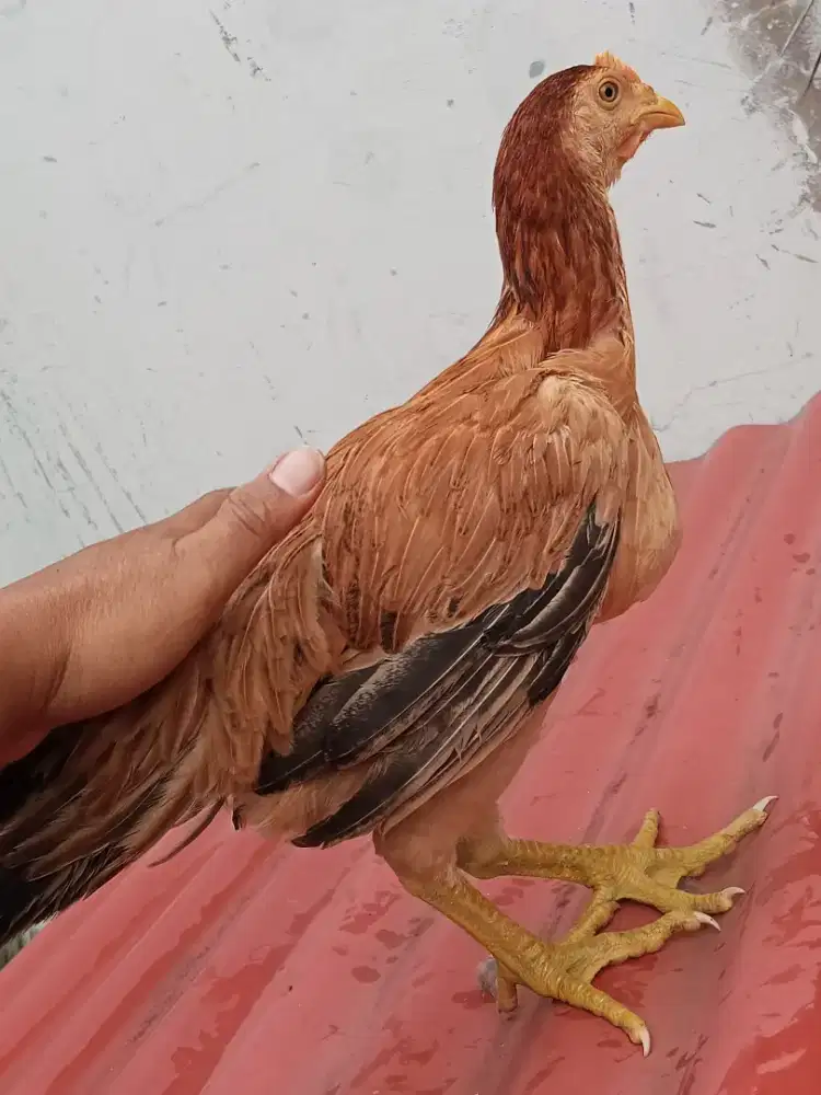 Ayam pelung betina