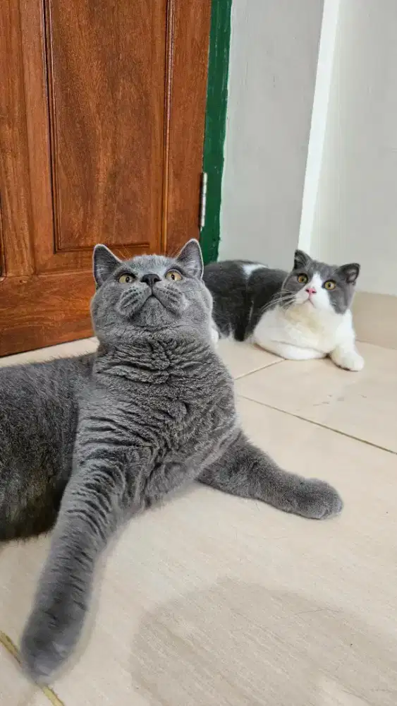 Kitten BSH X Scottish