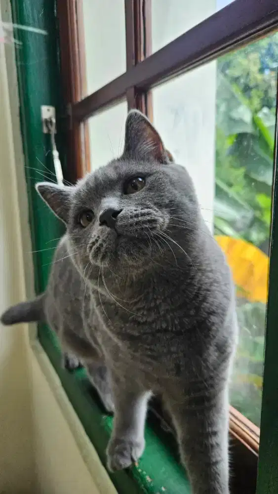 Kitten BSH X Scottish