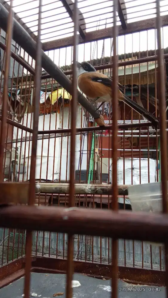 Jual aje ni pentet pilis