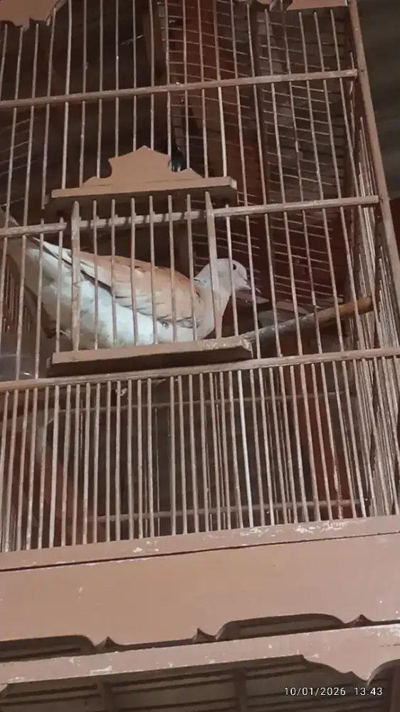 Jual aje ni puter irak