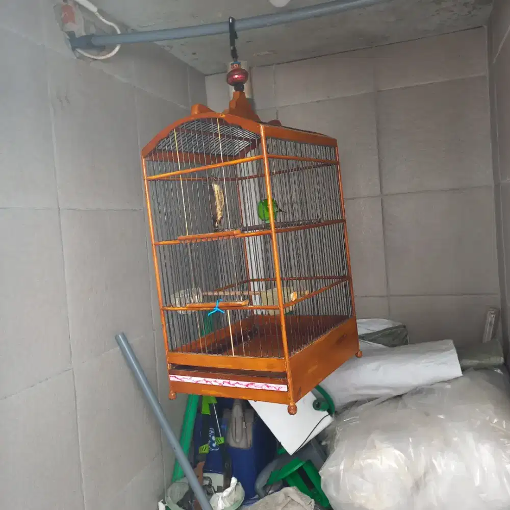 Mure daun berisik carkem kenari