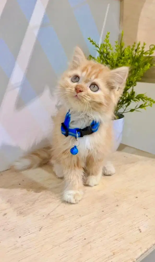 Kucing Persia kitten jantan longhair