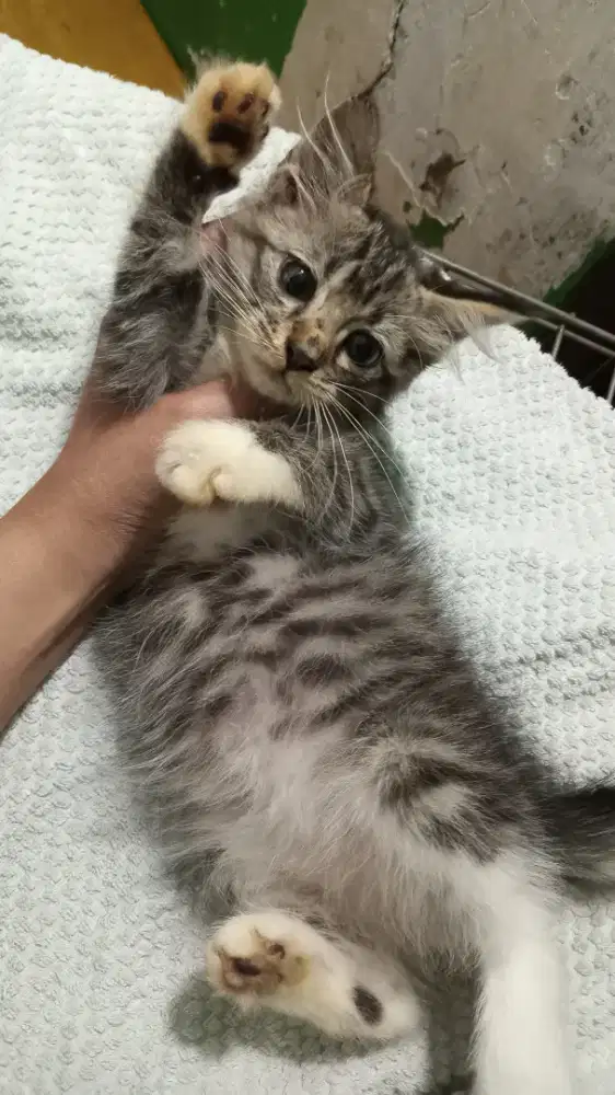 KITTEN PERSIA MEDIUM LONG HAIR (2 BULAN)