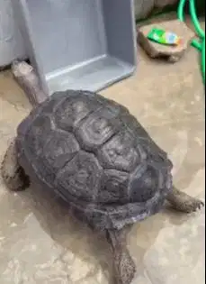 aldabra kura-kura darat 5 tahunan diameter 37cm koleksian exotik unik