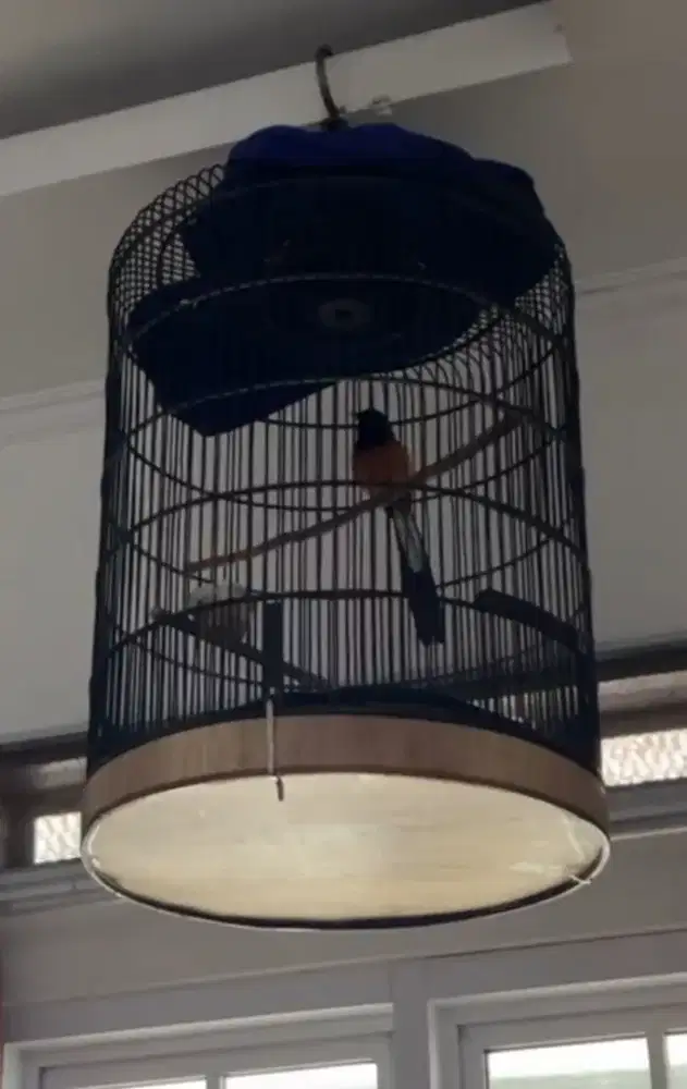 Burung Murai Batu Gacor