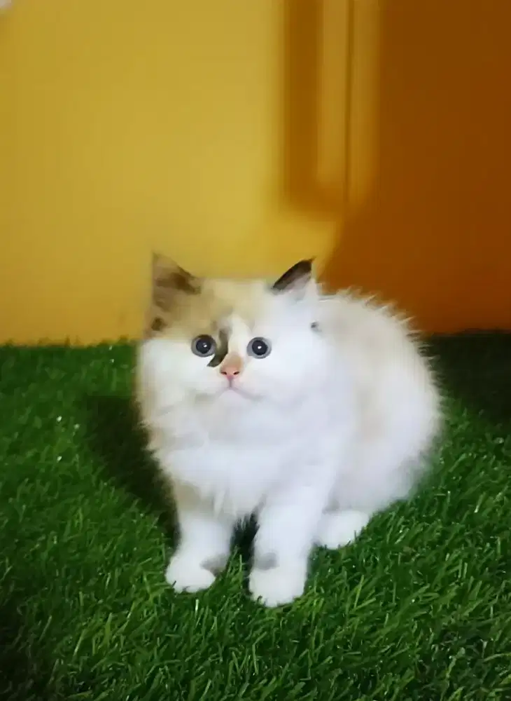 Kucing Persia Himalaya Ragdoll