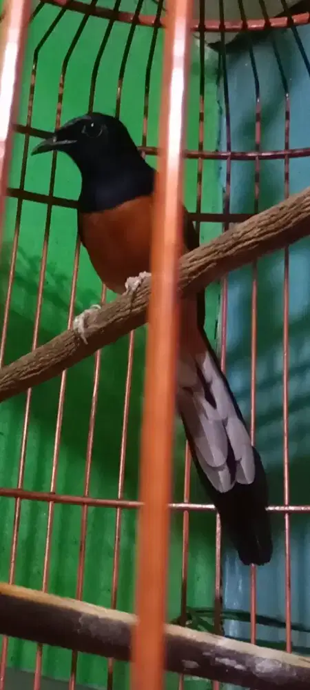 Murai medan mh asli hrian gacor mental fighter