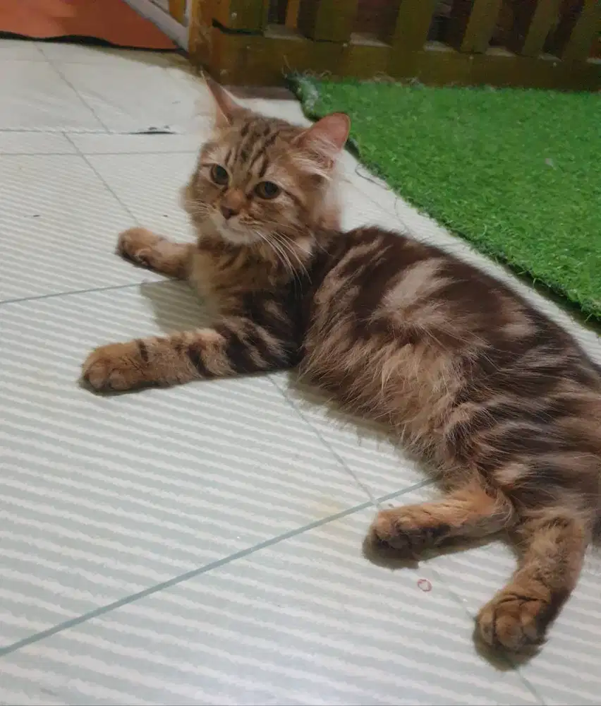 Kucing jantan persia coklat marble
