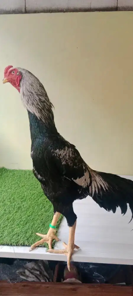Ayam Shamo type Ballack