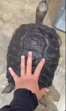 kura kura darat aldabra 5 tahunan diameter 37cm koleksian exotik unik