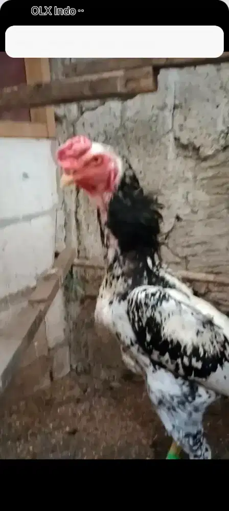 Ayam Shamo Eropa 3C