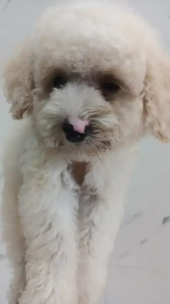 poodle jantan light apricot