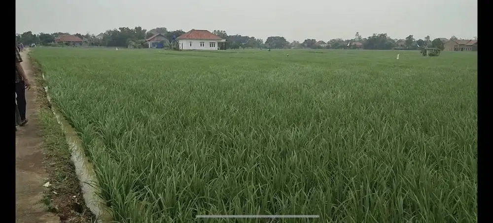Dijual Cepat Sawah Produktif Harga Bersahabat