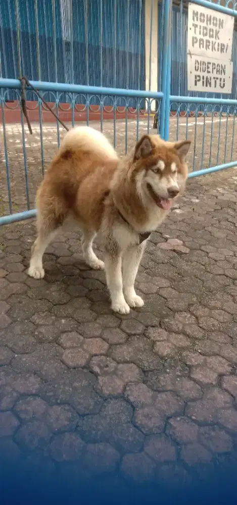 Alaska malamut jantan 11 Bln  kualitas ok