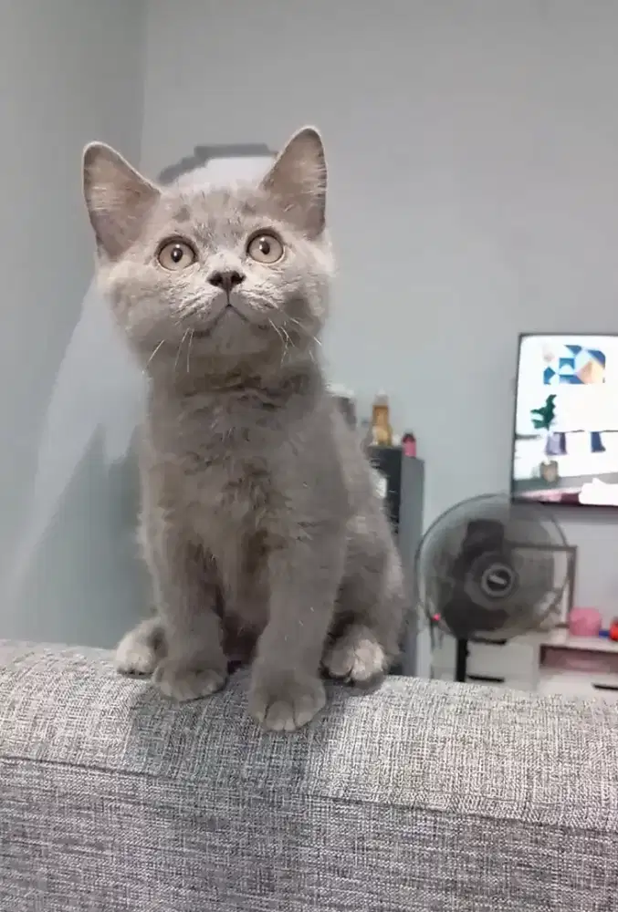 BRITISH SHORTHAIR/BSH BLUE