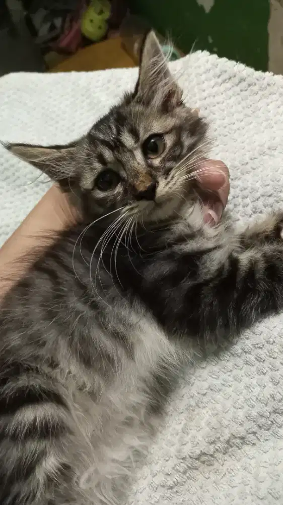 KITTEN PERSIA MEDIUM LONG HAIR(BETINA 2 BULAN)