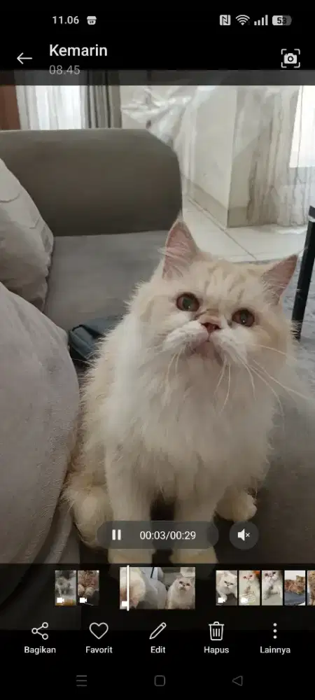 Kucing persia peaknose