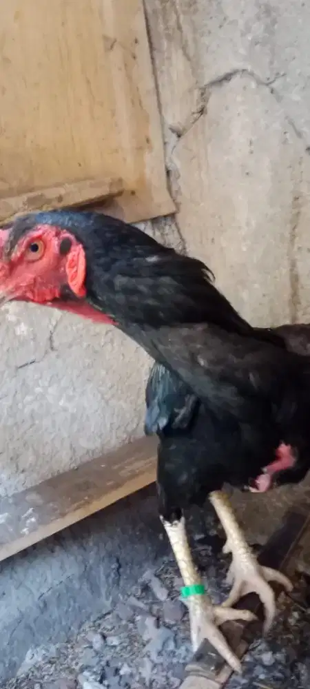 Ayam Oshamo Eropa Jalak Hitam