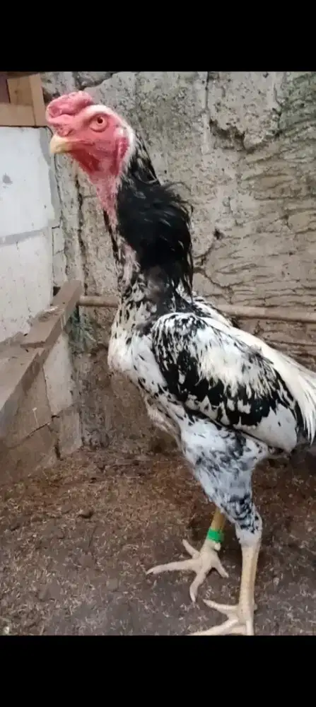 Ayam Shamo Eropa 3 C