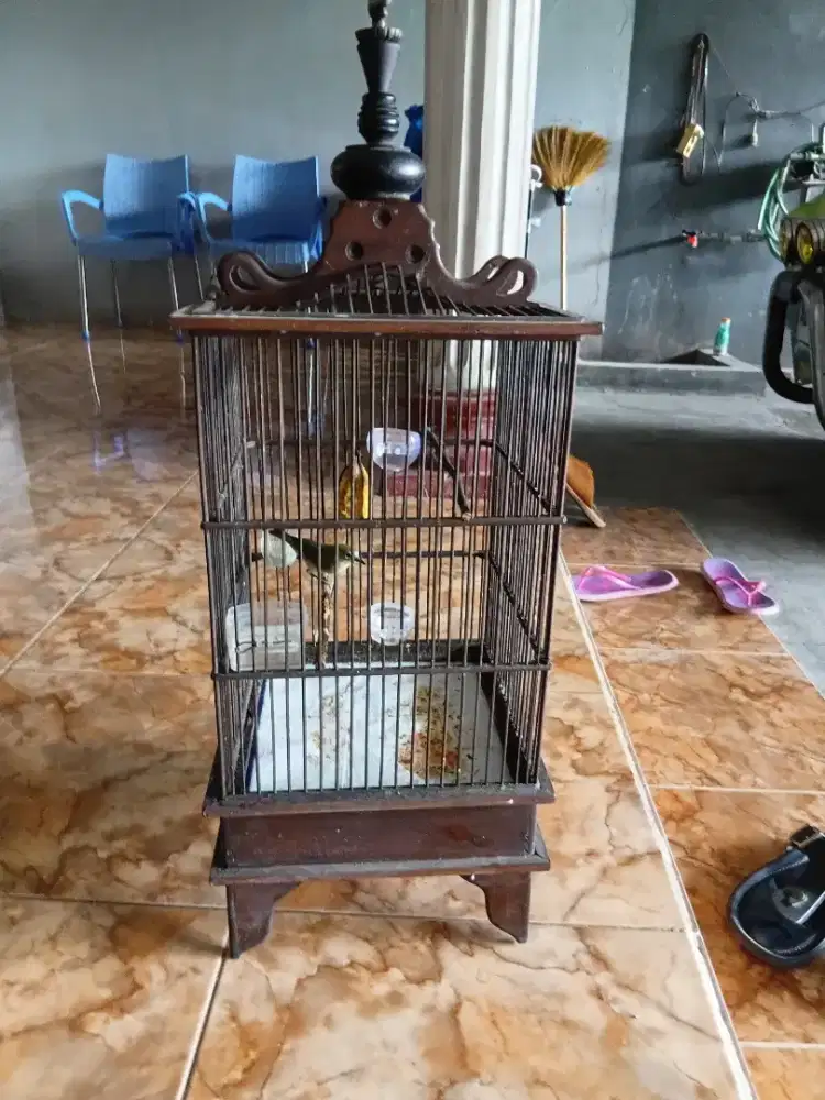 Burung kecil fulset