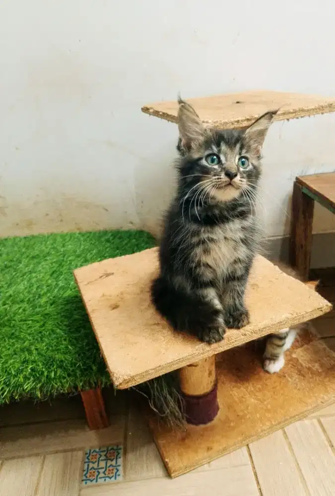 Kitten Mainecoon Betina Pure No mix. Induk ped cfa show quality