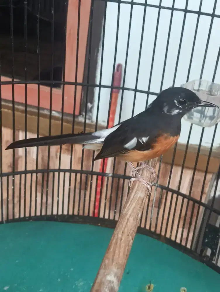 Murai betina blorok trah panda