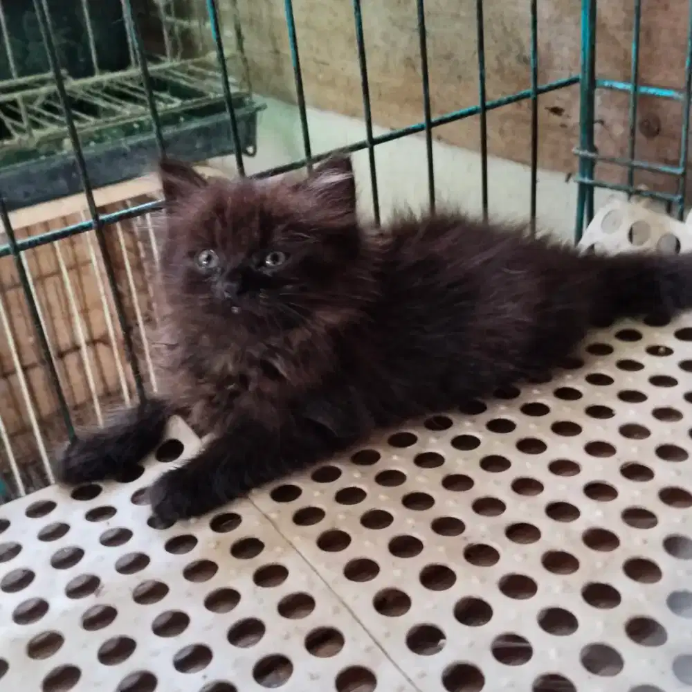 Kitten munckin ns betina