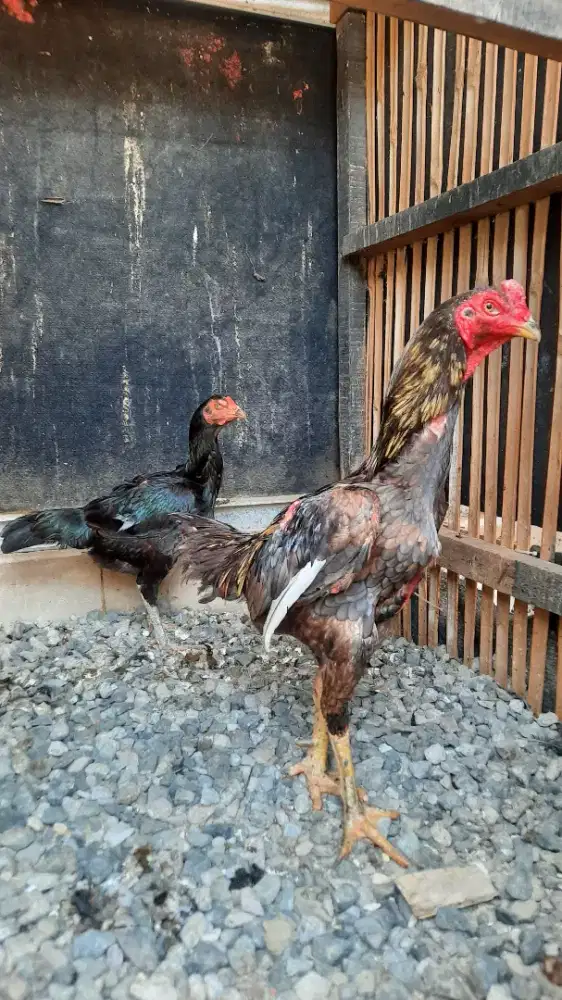Paket Ternak Ayam Bangkok MURAH
